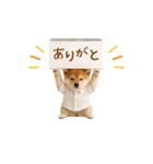 ▶動く！柴犬の日常スタンプ（個別スタンプ：8）