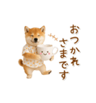 ▶動く！柴犬の日常スタンプ（個別スタンプ：11）