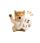 ▶動く！柴犬の日常スタンプ（個別スタンプ：12）