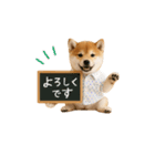 ▶動く！柴犬の日常スタンプ（個別スタンプ：13）