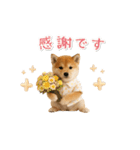 ▶動く！柴犬の日常スタンプ（個別スタンプ：14）