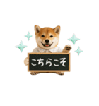 ▶動く！柴犬の日常スタンプ（個別スタンプ：15）