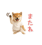 ▶動く！柴犬の日常スタンプ（個別スタンプ：16）