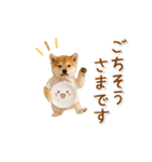▶動く！柴犬の日常スタンプ（個別スタンプ：20）
