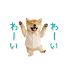 ▶動く！柴犬の日常スタンプ（個別スタンプ：21）