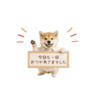 ▶動く！柴犬の日常スタンプ（個別スタンプ：23）