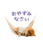 ▶動く！柴犬の日常スタンプ（個別スタンプ：24）