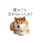 実写甘える柴犬【かわいい・連絡】（個別スタンプ：1）