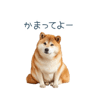 実写甘える柴犬【かわいい・連絡】（個別スタンプ：2）