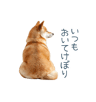 実写甘える柴犬【かわいい・連絡】（個別スタンプ：3）