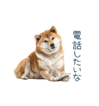 実写甘える柴犬【かわいい・連絡】（個別スタンプ：4）