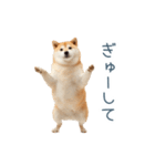 実写甘える柴犬【かわいい・連絡】（個別スタンプ：5）