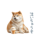 実写甘える柴犬【かわいい・連絡】（個別スタンプ：6）