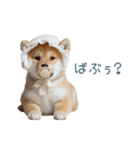 実写甘える柴犬【かわいい・連絡】（個別スタンプ：7）