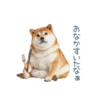 実写甘える柴犬【かわいい・連絡】（個別スタンプ：9）