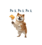 実写甘える柴犬【かわいい・連絡】（個別スタンプ：10）