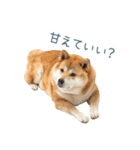 実写甘える柴犬【かわいい・連絡】（個別スタンプ：11）