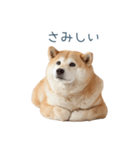 実写甘える柴犬【かわいい・連絡】（個別スタンプ：12）