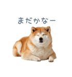実写甘える柴犬【かわいい・連絡】（個別スタンプ：13）