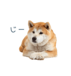 実写甘える柴犬【かわいい・連絡】（個別スタンプ：14）