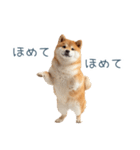 実写甘える柴犬【かわいい・連絡】（個別スタンプ：15）