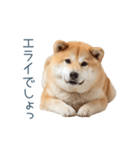 実写甘える柴犬【かわいい・連絡】（個別スタンプ：16）