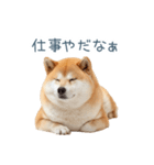 実写甘える柴犬【かわいい・連絡】（個別スタンプ：17）