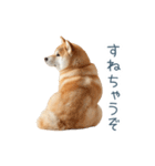 実写甘える柴犬【かわいい・連絡】（個別スタンプ：18）