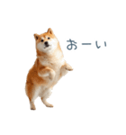 実写甘える柴犬【かわいい・連絡】（個別スタンプ：19）