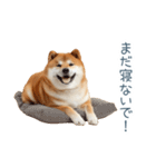 実写甘える柴犬【かわいい・連絡】（個別スタンプ：20）