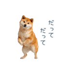 実写甘える柴犬【かわいい・連絡】（個別スタンプ：21）