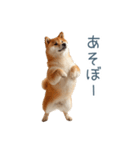 実写甘える柴犬【かわいい・連絡】（個別スタンプ：22）