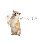 実写甘える柴犬【かわいい・連絡】（個別スタンプ：23）
