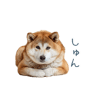 実写甘える柴犬【かわいい・連絡】（個別スタンプ：24）