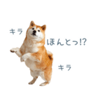 実写甘える柴犬【かわいい・連絡】（個別スタンプ：25）