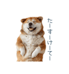 実写甘える柴犬【かわいい・連絡】（個別スタンプ：26）