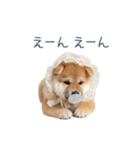 実写甘える柴犬【かわいい・連絡】（個別スタンプ：27）