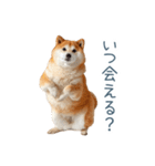 実写甘える柴犬【かわいい・連絡】（個別スタンプ：28）