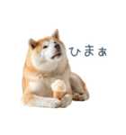 実写甘える柴犬【かわいい・連絡】（個別スタンプ：29）