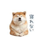 実写甘える柴犬【かわいい・連絡】（個別スタンプ：31）