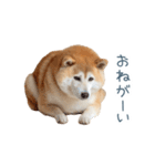 実写甘える柴犬【かわいい・連絡】（個別スタンプ：32）