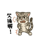 猫の日常感情（個別スタンプ：8）