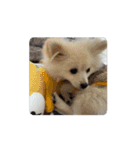 パピーるんたスタンプ（個別スタンプ：3）