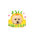 可愛い トイプードル726（個別スタンプ：2）