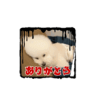 可愛い トイプードル726（個別スタンプ：7）