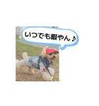 ポム君の日常②（個別スタンプ：6）