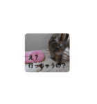 ペットたちの言い分（個別スタンプ：2）