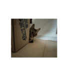 ウィルとあいトラのスタンプ（個別スタンプ：8）