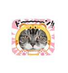 怪物猫シリーズ3（個別スタンプ：5）