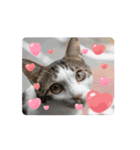 怪物猫シリーズ3（個別スタンプ：10）